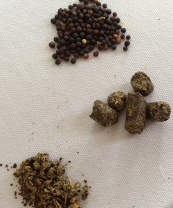 Canola oil seeds
