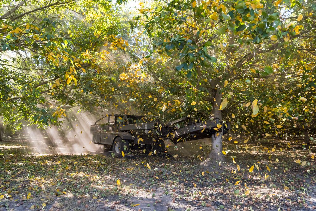 California walnut harvest