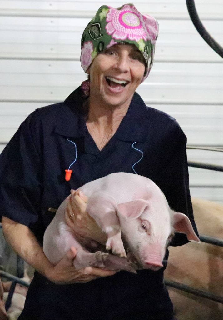 baby pig