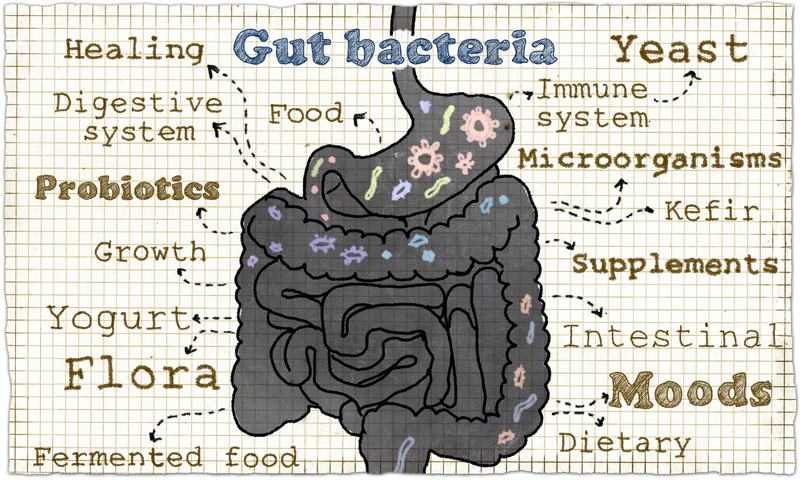 Feed Healthy Gut Bacteria Effects