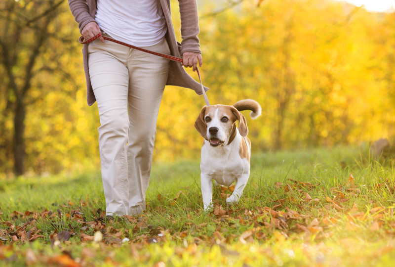 fight prediabetes by walking your dog
