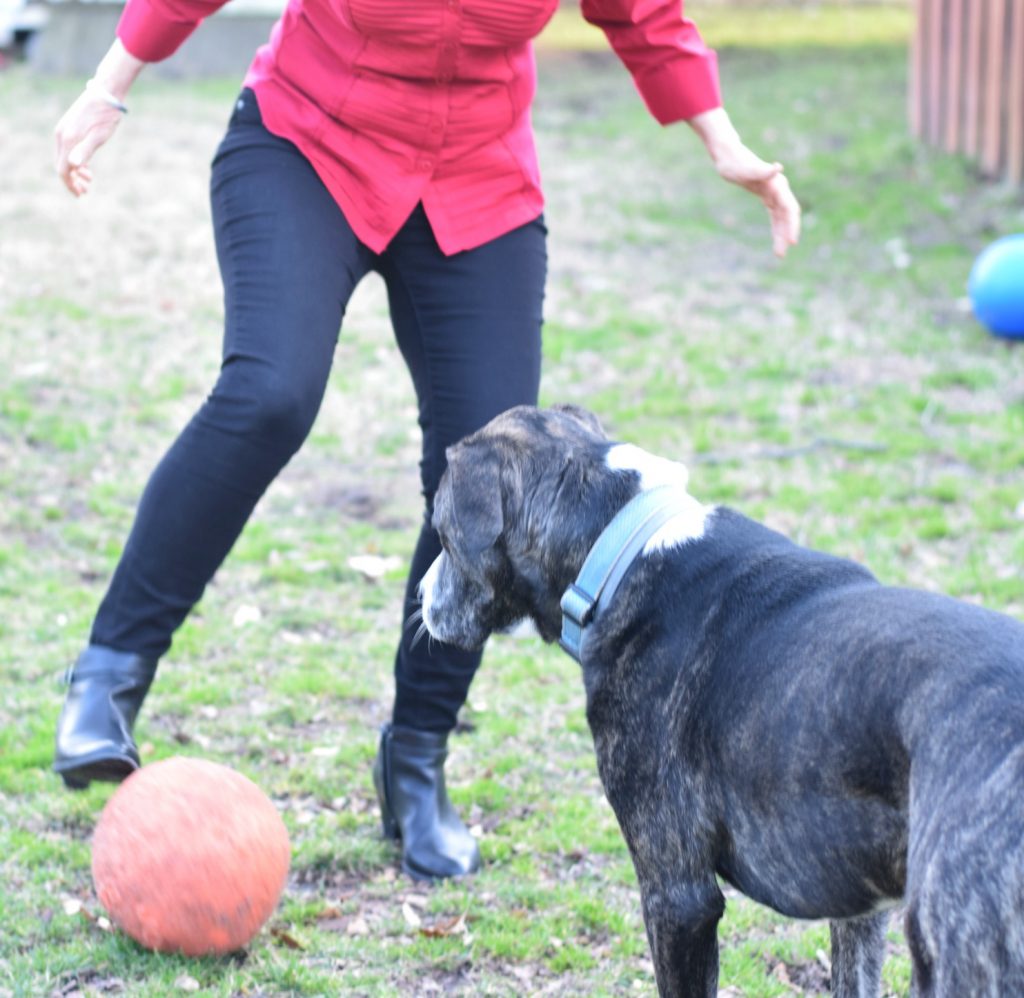 Playing soccer with a pup, a non-food coping strategy
