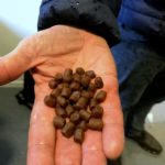 food for farmed fish