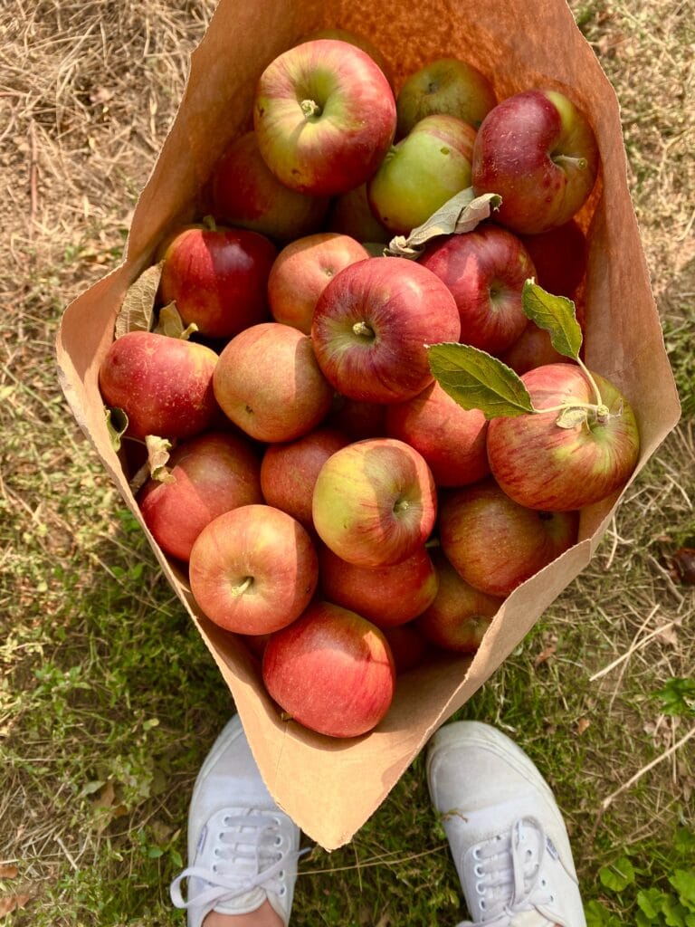 bag of red apples