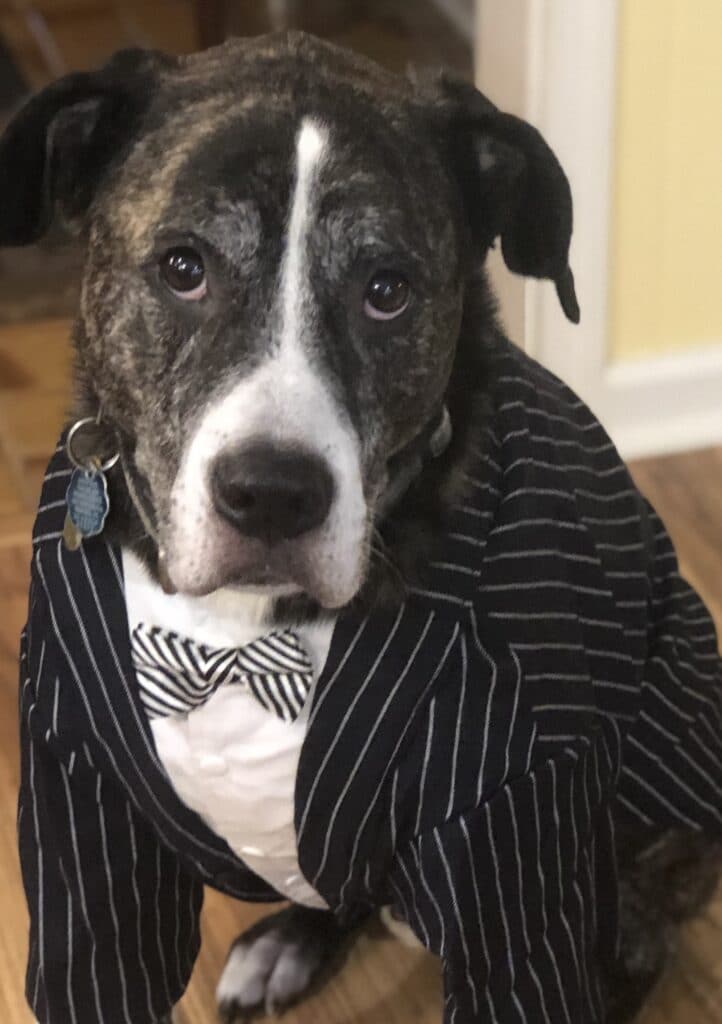 Black dog in striped suit
